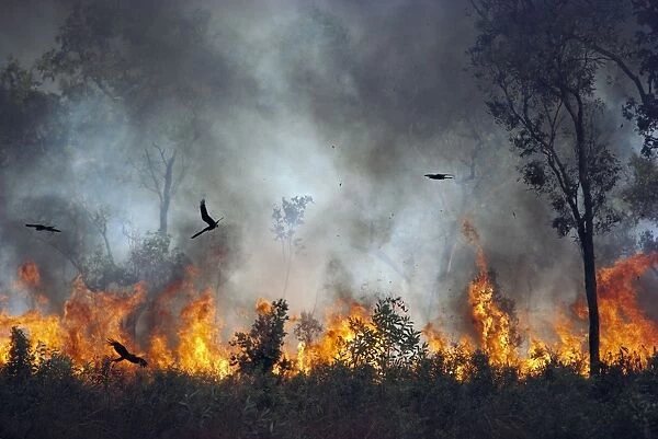 Black Kites - Chasing insects during bushfire, Kakadu National Park (World Heritage Area) - Northern Territory, Australia, JPF01231