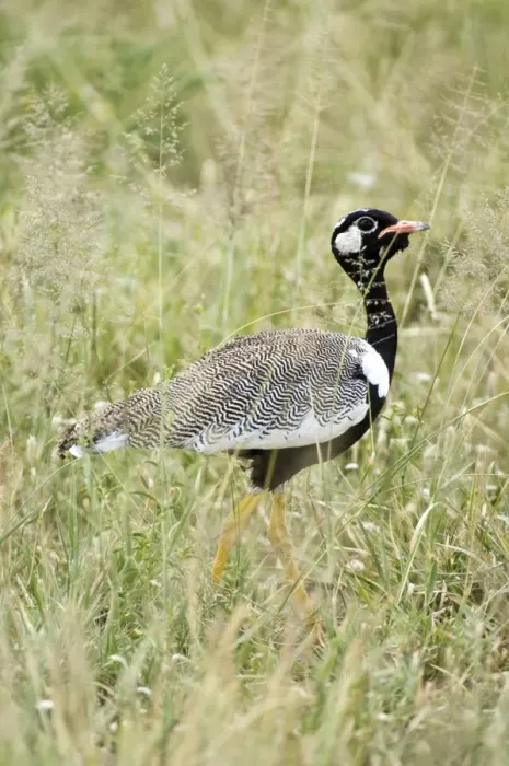 Framed Print : Black Korhaan - Male amongst grass - Kalahari - Botswana Framed Print : Black Korhaan - Male amongst grass - Kalahari - Botswana