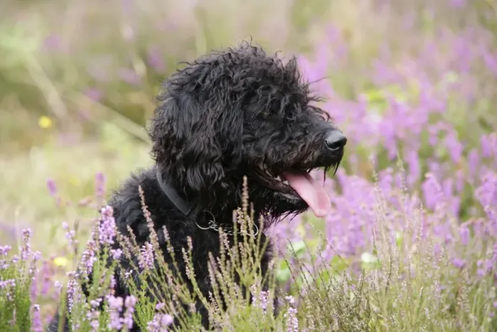 Framed Print : Black labradoodle sitting in field Framed Print : Black labradoodle sitting in field