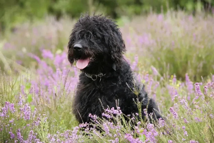 Framed Print : Black labradoodle sitting in field Framed Print : Black labradoodle sitting in field