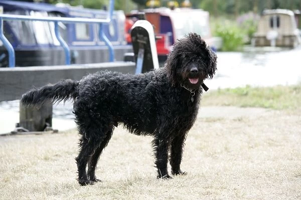 Black labradoodle standing in front of barge