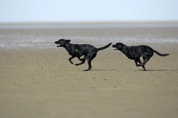 Black Labrador - 2 dogs running around on mudflats on the Northumberland coast, Holy Island, England