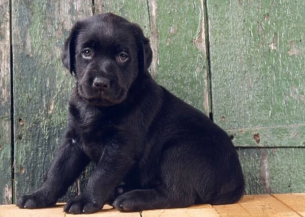 Black Labrador Dog - By barn door