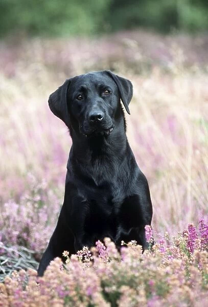 Black Labrador Dog In heather