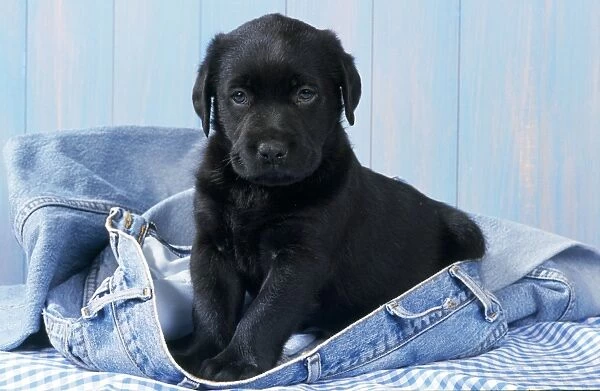 Black Labrador Dog - puppy on blue jeans