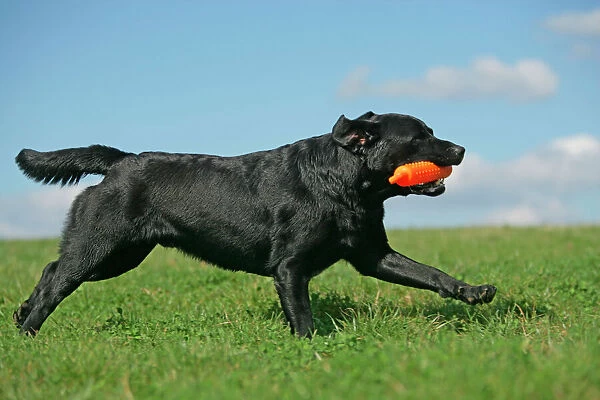 Black Labrador - running with toy in mouth