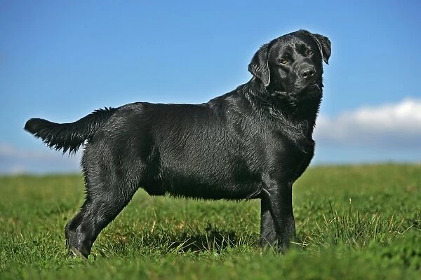 Black Labrador - standing