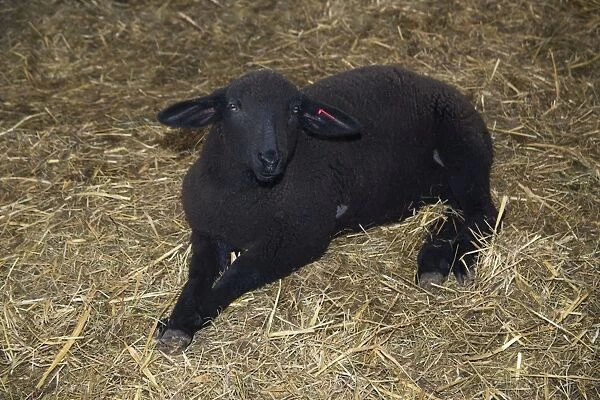 Black Lamb in winter stall