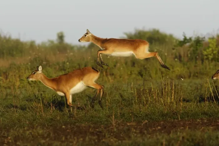 Framed Print : Black Lechwe Zambia Africa Framed Print : Black Lechwe Zambia Africa