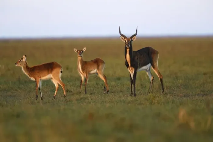 Framed Print : Black Lechwe Zambia Africa Framed Print : Black Lechwe Zambia Africa