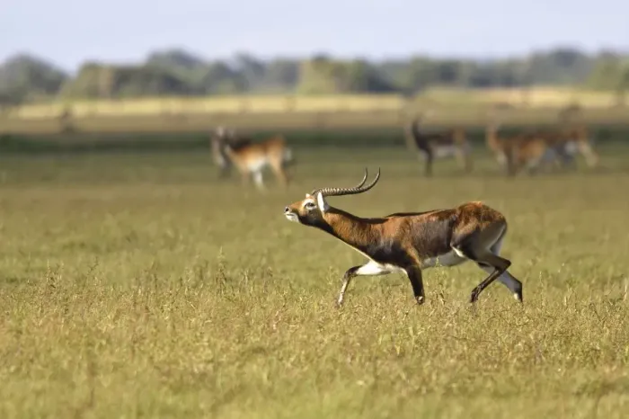 Framed Print : Black Lechwe Zambia Africa Framed Print : Black Lechwe Zambia Africa