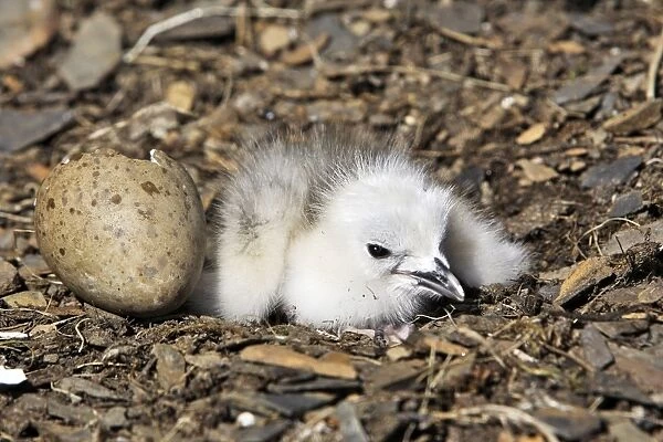 Black-legged Kittiwake - chick at nest next to egg. Varanger - Norway
