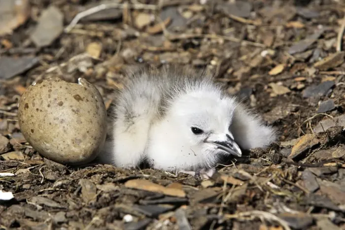 Framed Print : Black-legged Kittiwake - chick at nest next to egg. Varanger - Norway Framed Print : Black-legged Kittiwake - chick at nest next to egg. Varanger - Norway
