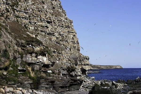 Black-legged Kittiwake - colony nesting on cliff edge. Varanger - Norway