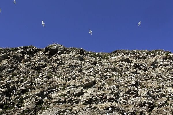 Black-legged Kittiwake - colony nesting on cliff edge. Varanger - Norway