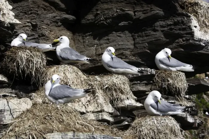 Framed Print : Black-legged Kittiwake - colony nesting on cliff edge. Varanger - Norway Framed Print : Black-legged Kittiwake - colony nesting on cliff edge. Varanger - Norway