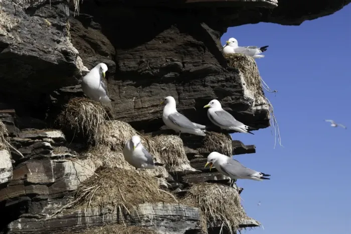 Framed Print : Black-legged Kittiwake - colony nesting on cliff edge. Varanger - Norway Framed Print : Black-legged Kittiwake - colony nesting on cliff edge. Varanger - Norway