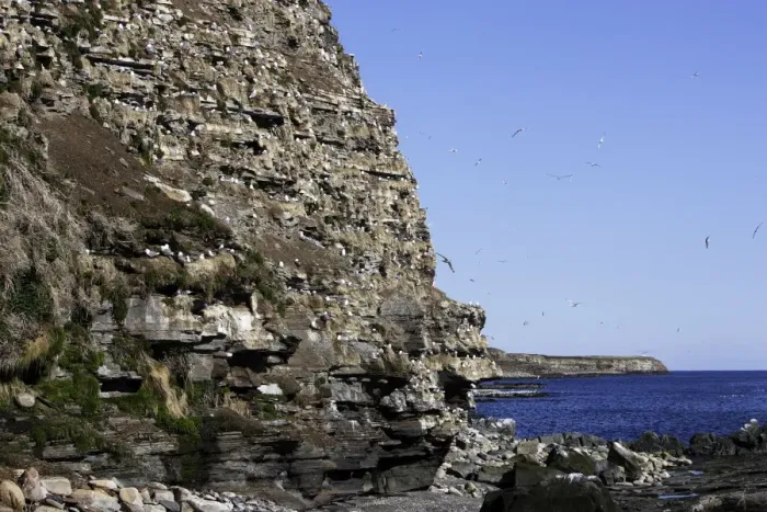 Framed Print : Black-legged Kittiwake - colony nesting on cliff edge. Varanger - Norway Framed Print : Black-legged Kittiwake - colony nesting on cliff edge. Varanger - Norway