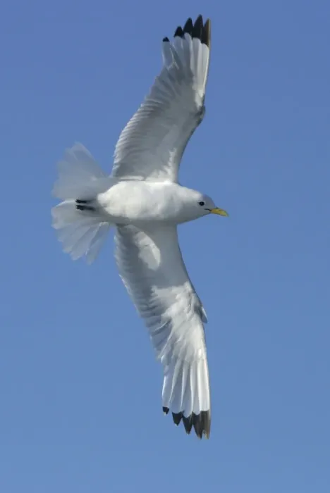 Framed Print : Black-legged Kittiwake - in flight Spitzberg. North east Svalbard Framed Print : Black-legged Kittiwake - in flight Spitzberg. North east Svalbard