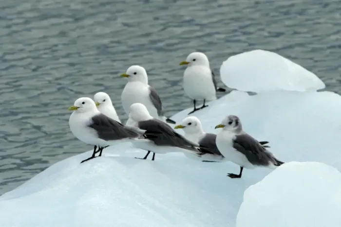Framed Print : Black-legged Kittiwakes - flock at rest on ice floe. Spitzberg. North east Svalbard Framed Print : Black-legged Kittiwakes - flock at rest on ice floe. Spitzberg. North east Svalbard
