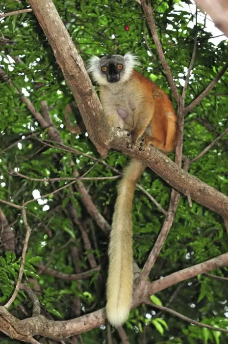 Framed Print : Black Lemur - female - Lokobe Nature Special Reserve - Nosy Be - Northern Madagascar Framed Print : Black Lemur - female - Lokobe Nature Special Reserve - Nosy Be - Northern Madagascar