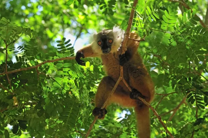 Framed Print : Black Lemur - female - Lokobe Nature Special Reserve - Nosy Be - Northern Madagascar Framed Print : Black Lemur - female - Lokobe Nature Special Reserve - Nosy Be - Northern Madagascar