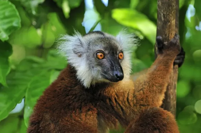 Framed Print : Black Lemur - female - Lokobe Nature Special Reserve - Nosy Be - Northern Madagascar Framed Print : Black Lemur - female - Lokobe Nature Special Reserve - Nosy Be - Northern Madagascar