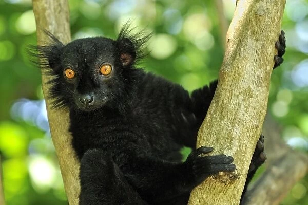 Black Lemur - male - Lokobe Nature Special Reserve - Nosy Be - Northern Madagascar