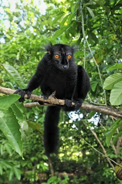 Framed Print : Black Lemur - male - Lokobe Nature Special Reserve - Nosy Be - Northern Madagascar Framed Print : Black Lemur - male - Lokobe Nature Special Reserve - Nosy Be - Northern Madagascar