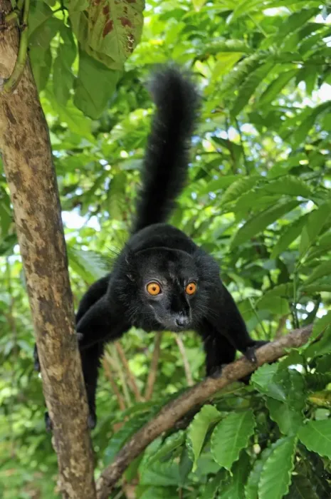 Framed Print : Black Lemur - male - Lokobe Nature Special Reserve - Nosy Be - Northern Madagascar Framed Print : Black Lemur - male - Lokobe Nature Special Reserve - Nosy Be - Northern Madagascar