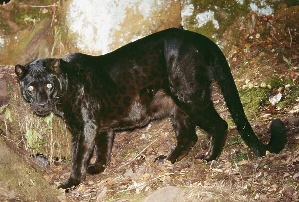 Black Leopard CLA 537 Panthera pardus © Mary Clay  /  ARDEA LONDON