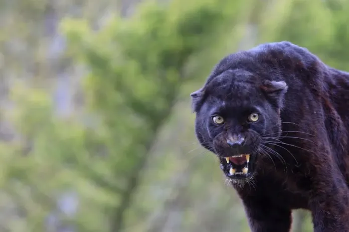 Framed Print : Black Leopard - snarling