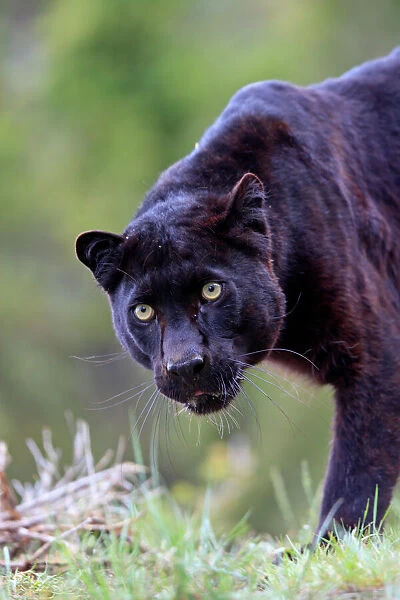 Black Leopard - snarling