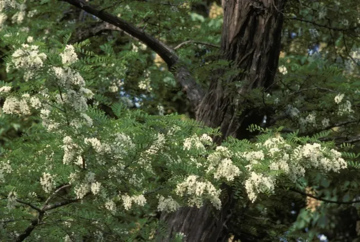 Framed Print : Black Locust / False Acacia Tree - flowering Framed Print : Black Locust / False Acacia Tree - flowering