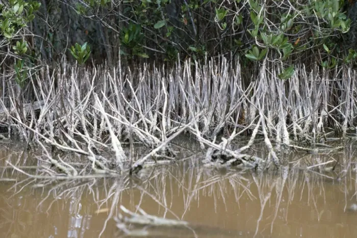 Framed Print : Black Mangrove - aerial roots Framed Print : Black Mangrove - aerial roots