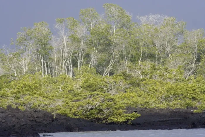 Framed Print : Black Mangrove - Fernandina Island - Galapagos Framed Print : Black Mangrove - Fernandina Island - Galapagos