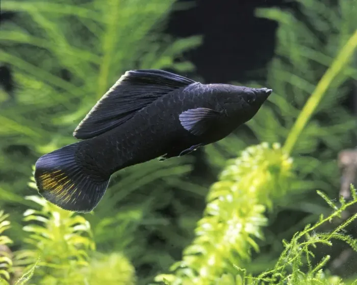 Framed Print : Black Molly Fish Framed Print : Black Molly Fish