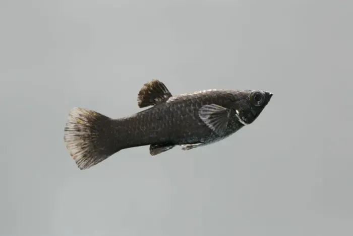 Framed Print : Black molly – side view grey background tropical freshwater Framed Print : Black molly – side view grey background tropical freshwater