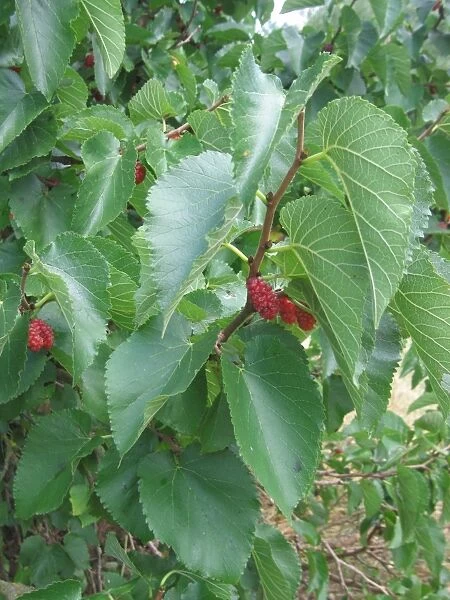 Black Mulberry Fruit, UK