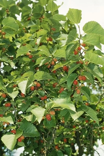 Black Mulberry LB 4462 Ripe fruits Morus nigra © Ian Beames  /  ARDEA LONDON