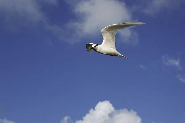 Black-naped tern. Atol de Cosmoledo - Seychelles - Indian ocean