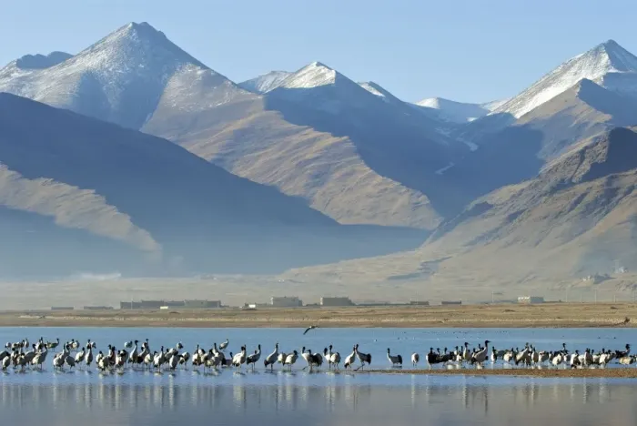 Framed Print : Black necked Crane - Tibet Framed Print : Black necked Crane - Tibet