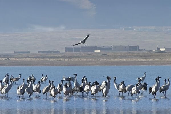 Black-necked Cranes - on small lake - Tibet