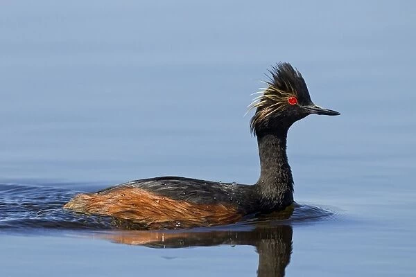 Black-necked  /  Eared Grebe - adult in summer - July - Colorado - USA