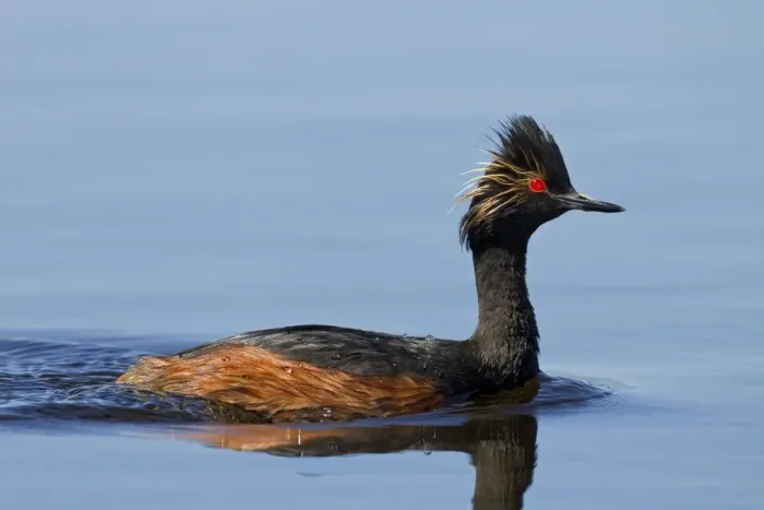 Framed Print : Black-necked / Eared Grebe - adult in summer - July - Colorado - USA Framed Print : Black-necked / Eared Grebe - adult in summer - July - Colorado - USA