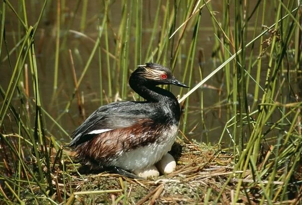 Black Necked  /  Eared Grebe SR 6424 Male on nest with eggs - White Lake, Nr Okanagan Falls, British Columbia, Canada Podiceps caspicus © S. Roberts  /  ARDEA LONDON