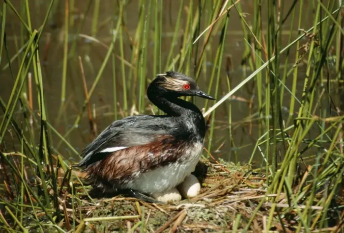 Framed Print : Black Necked / Eared Grebe SR 6424 Male on nest with eggs - White Lake, Nr Okanagan Falls, British Columbia, Canada Podiceps caspicus © S. Roberts / ARDEA LONDON Framed Print : Black Necked / Eared Grebe SR 6424 Male on nest with eggs - White Lake, Nr Okanagan Falls, British Columbia, Canada Podiceps caspicus © S. Roberts / ARDEA LONDON