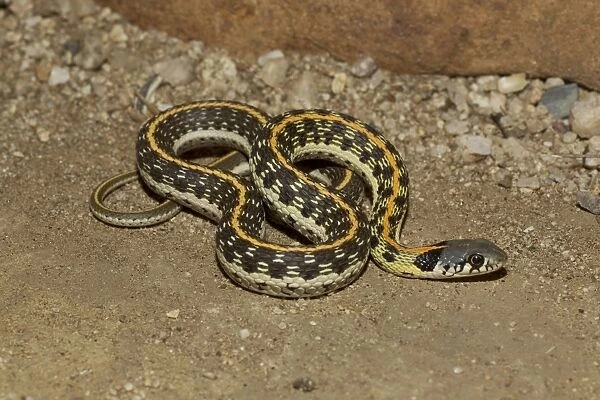 Black-necked Garter Snake - Southeastern Arizona - USA