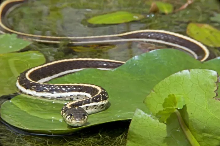 Framed Print : Black-necked Garter Snake (Thamnophis cyrtopsis) - Az - USA - Semi-aquatic Framed Print : Black-necked Garter Snake (Thamnophis cyrtopsis) - Az - USA - Semi-aquatic