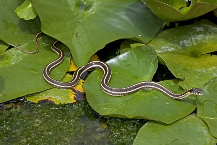 Framed Print : Black-necked Garter Snake (Thamnophis cyrtopsis) - Az - USA - Semi-aquatic Framed Print : Black-necked Garter Snake (Thamnophis cyrtopsis) - Az - USA - Semi-aquatic